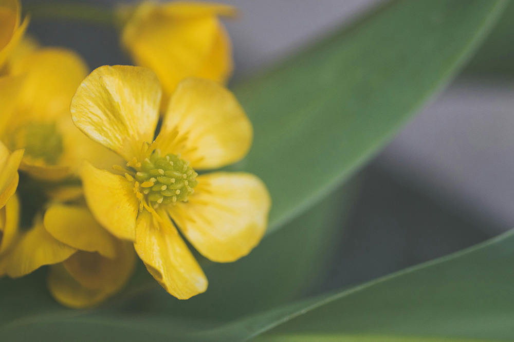 Close-up of a yellow flower with delicate petals and a green center, surrounded by green leaves. The background, reminiscent of the tranquility of Easter Monday, is blurred, drawing focus to the intricate details of the flower.